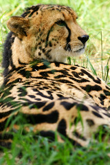 King Cheetah