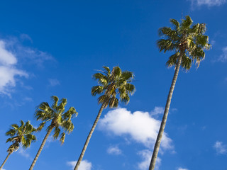Fototapeta premium Palm trees against blue sky