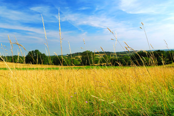 Scenic view on summer agricultural landscape in rural France © Elenathewise