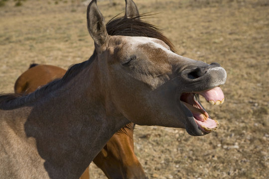 cheval dans le causse de blandas, france