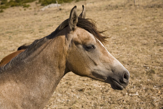 cheval dans le causse de blandas, france