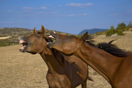 causse de blandas, chevaux