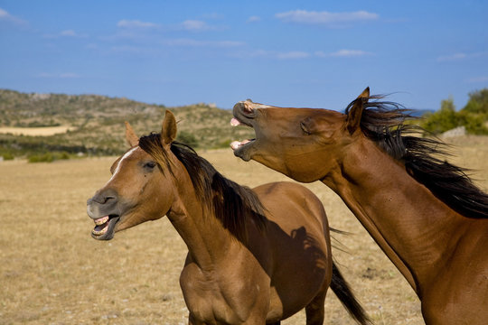 chevaux dans le causse de blandas, france