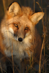 RENARD ROUX (RED FOX) (VULPES VULPES).PRIS AU YUKON,CANADA