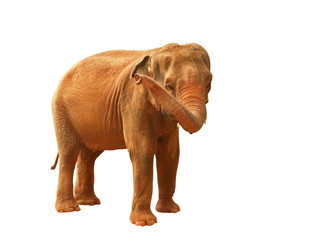 Obraz premium elephant d'asie