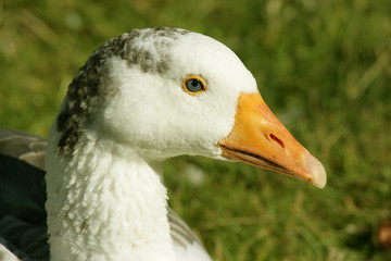 Wild goose lying in a meadow in the summer
