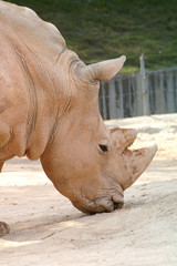 Obraz premium Rinoceronte