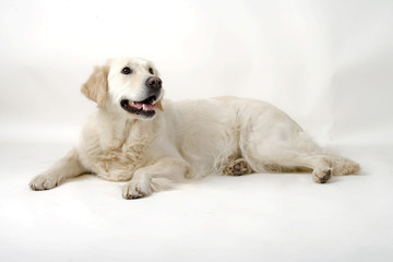 golden retriever