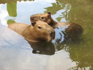 Paca, Agouti paca,  Cuniculidae Familie. Amazonas, Brasilien