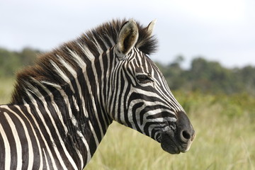 Fototapeta na wymiar beautiful picture of a zebra turning sideways