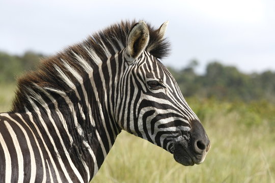 beautiful picture of a zebra turning sideways
