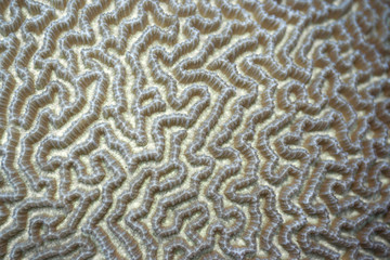 texture of the sea coral