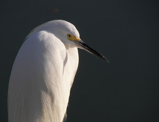 grumpy snowy egret in florida