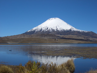 Vulkan Parinacota am Chungara See, Altiplano, Chile