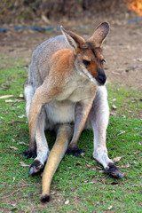 Kangaroo..