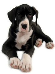 Young dog resting on a white background.