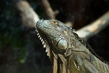 Obraz premium The Dragon