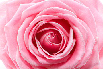 Flower of a rose
