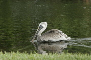 PELICAN SWIMMING