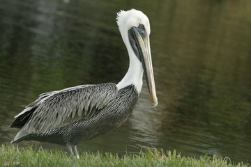 PELICAN PORTRAIT