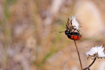 Coccinelle (Coccinellidae) - Alpes de Haute-Provence