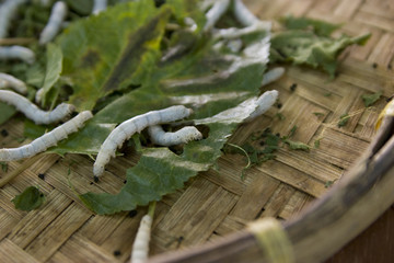 Vers a soie sur feuille de muriers
