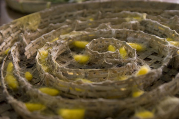 Cocons de soie en construction