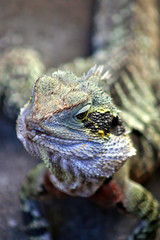 Iguana..