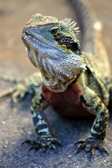 Iguana..