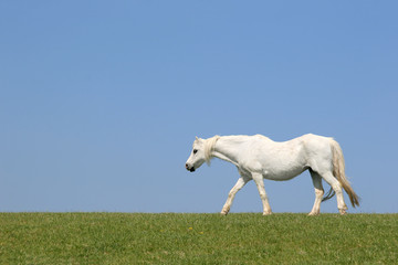 Obraz na płótnie Canvas White Horse Beauty