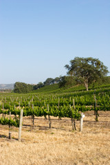 Fototapeta na wymiar Beautiful California vineyard landscape and blue sky