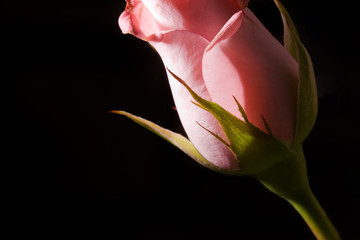 a sideview of a peach rose bud on a dark background