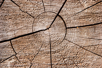 Fototapeta premium Natural wood texture background closeup