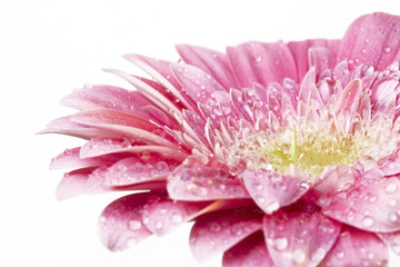 gerber daisy with droplets on petals