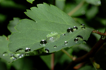 Wassertropfen auf einem Blatt