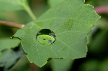 Wassertropfen auf einem Blatt