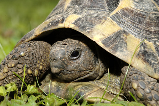 Griechische Landschildkr&ouml;te