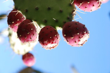 cactus
