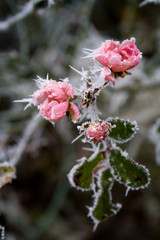 frozen roses