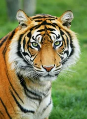 Wandaufkleber Tiger © estima