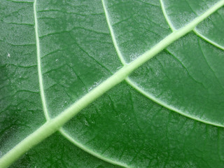 diagonale de feuille