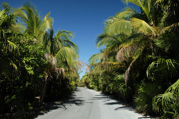 Palm trees lining beach road