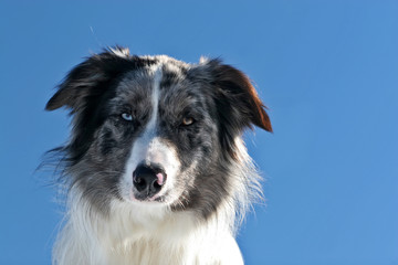 Portrati of a bluemerle border collie against blue sky