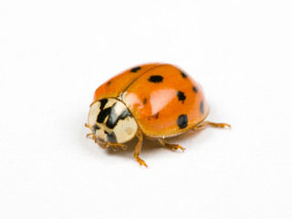 ladybird