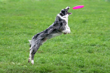 Border collie catching a frisbee in air