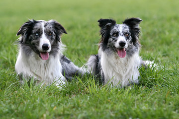 A pair of bluemerle border collies