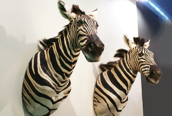 zebra heads on wall for decoration