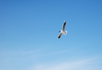 The seagull