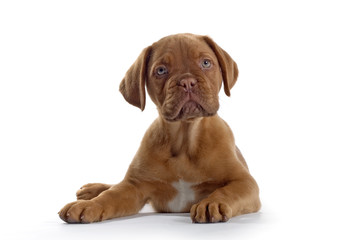  bordeaux dog, french mastiff puppy