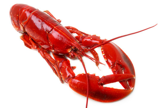 whole red lobster isolated on white background